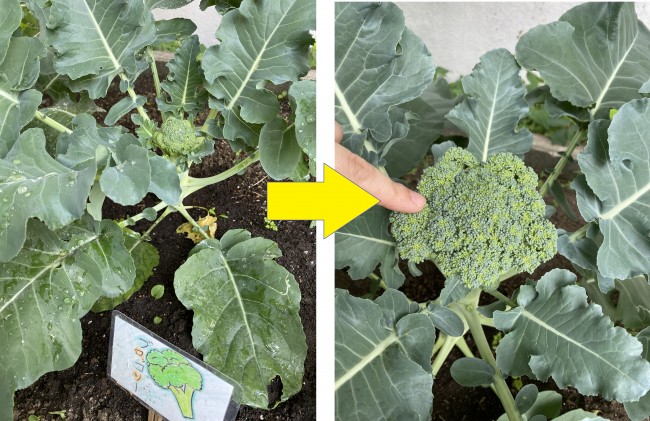 収穫できました アリスの日常 ラブアリスのスタッフが日々の日常を綴ります